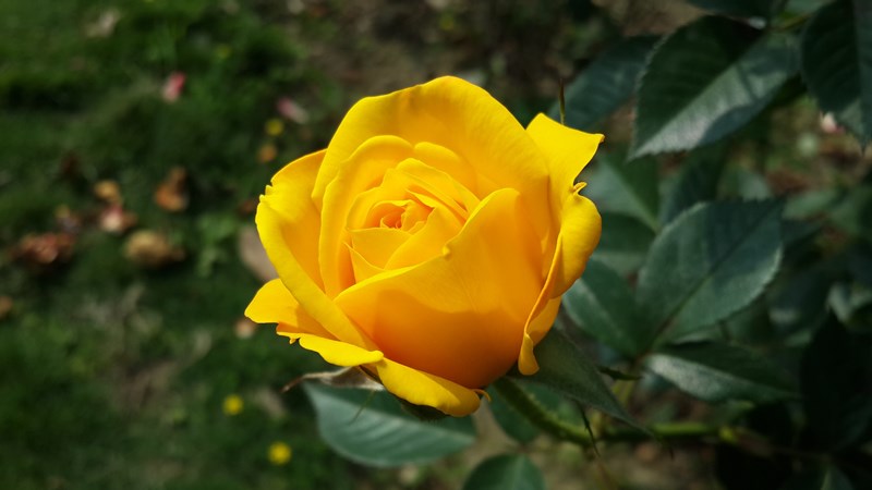Yellow-Roses-Flowers